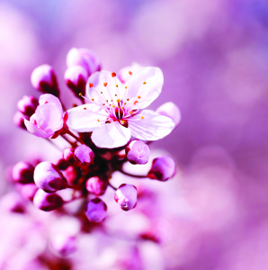 Capturing Spring Colours