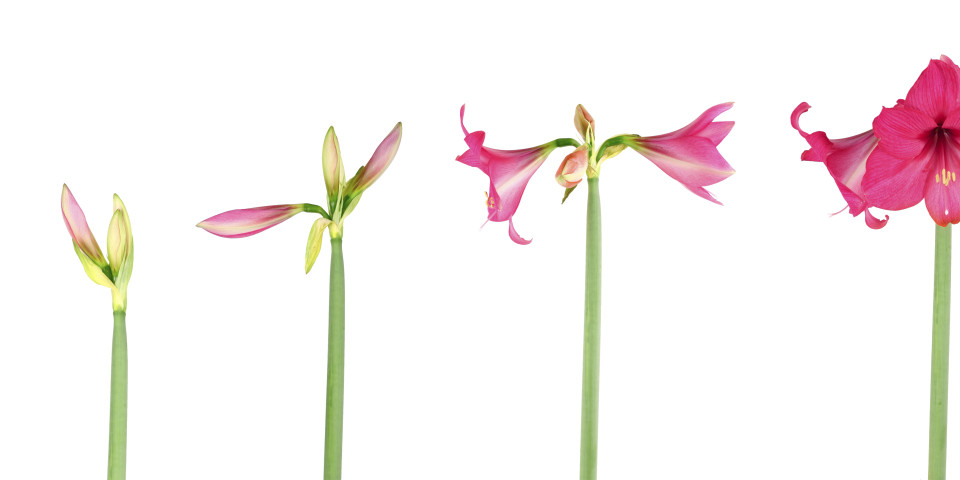 Time Lapsing Flowers