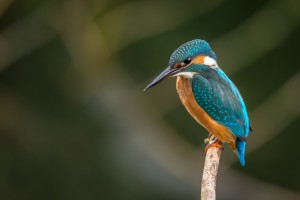 Close-up of a bird taken with a telephoto lens
