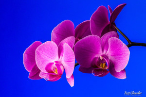 Macro Photo of Flowers