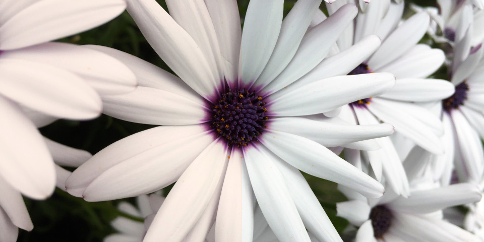 What is White Balance?