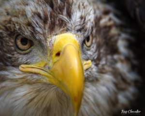 Immature Female Bald Eagle