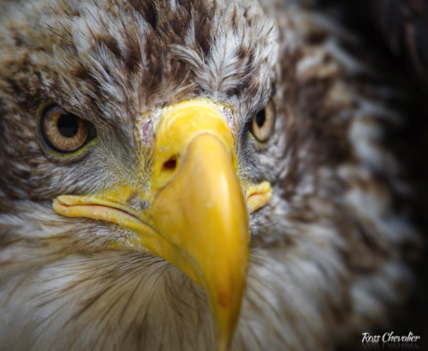 Immature Female Bald Eagle