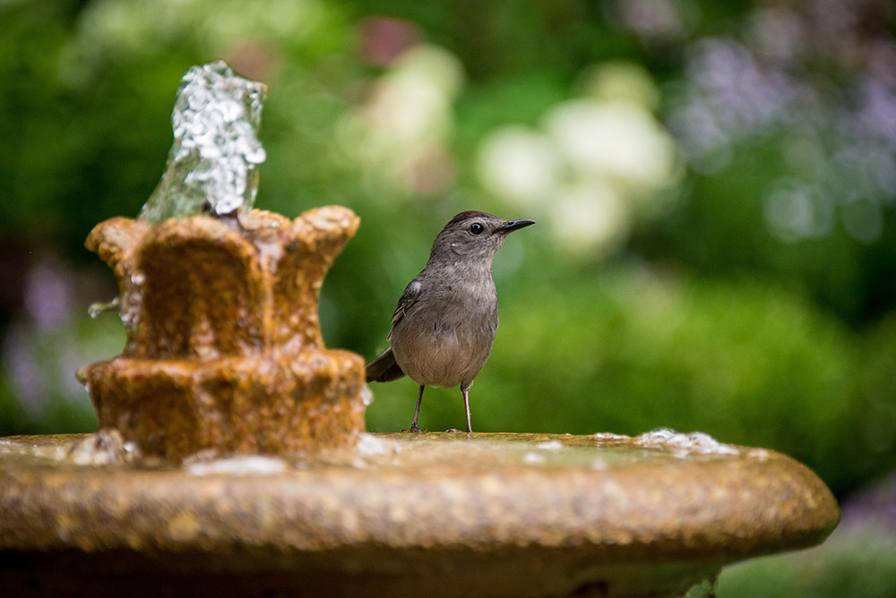 Bird bath