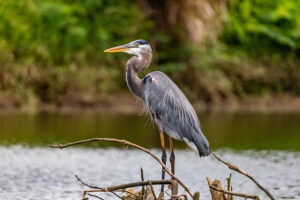 Heron