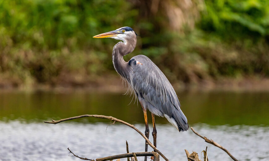 Heron