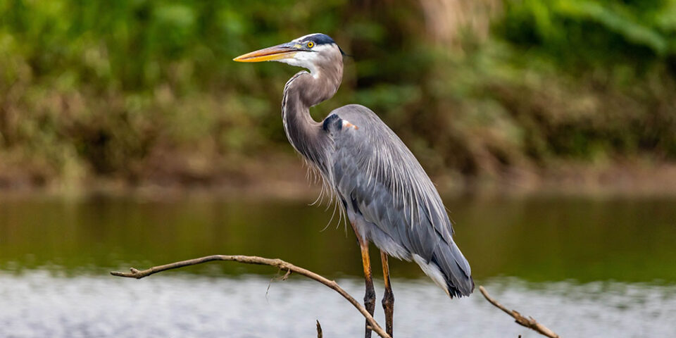 Heron
