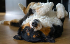 Dog laying on the floor