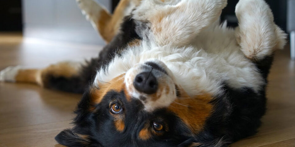 Dog laying on the floor