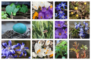 Spring flowers in the garden by Janet Carnegie