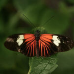 Butterfly - orange, black, white