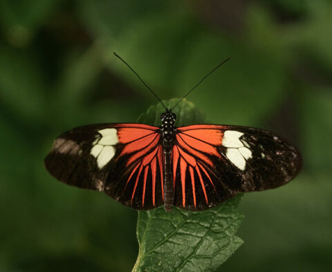 Butterfly - orange, black, white
