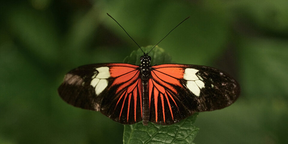 Butterfly - orange, black, white