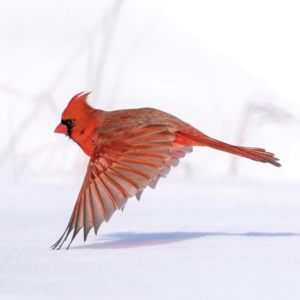 Cardinal
