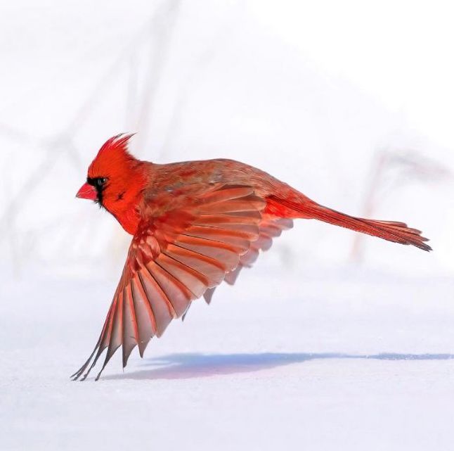 Cardinal