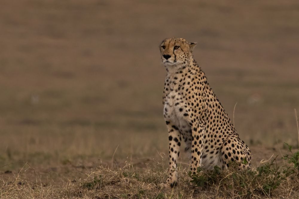 Cheetah on the lookout