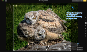 Using the ability to drag the corners after selecting the aspect ratio to allow for a custom crop while retaining the 8x10 aspect ratio that I will need for my print.