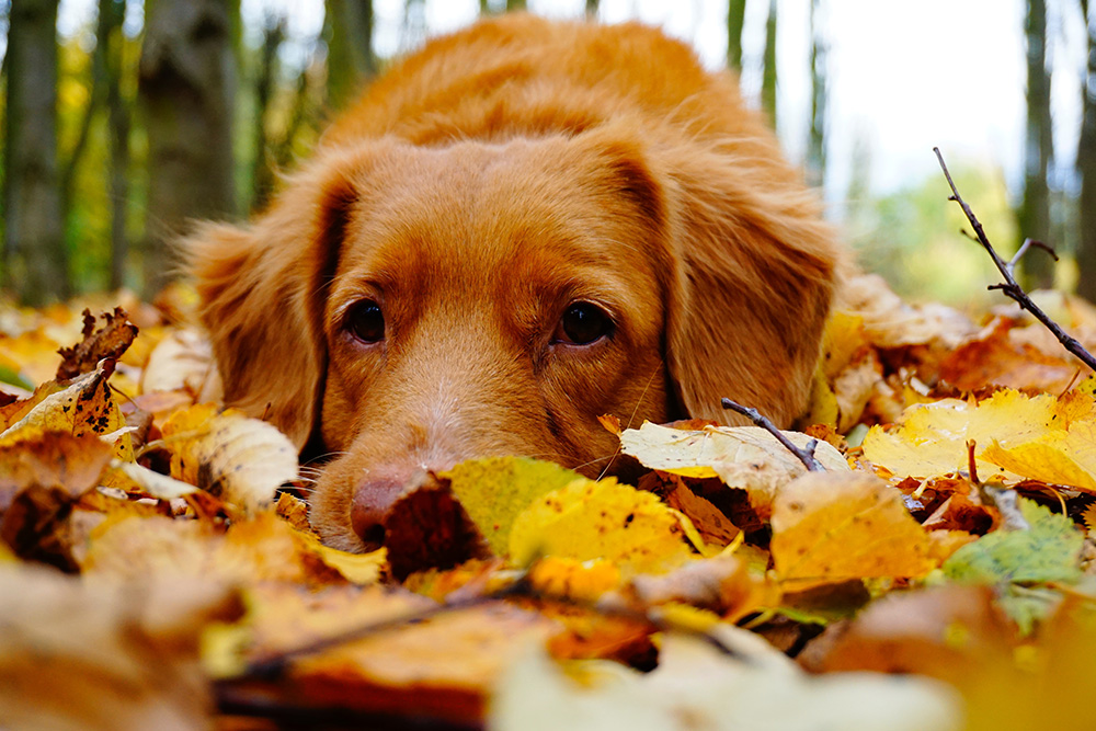 Dog laying on leaves