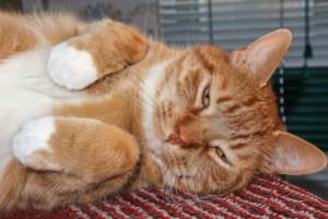 Using the Canon EOS M10