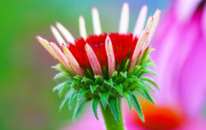 Echinacea