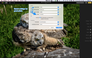 The Export box gives us everything we need. We choose the file type as JPEG, the JPEG quality as Maximum, the Color Profile as sRGB and the Size as Maximum.