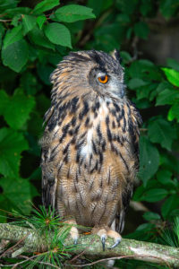 Siberian Eagle Owl - Fill Flash Added