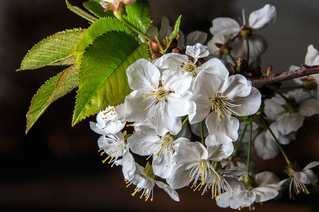 Flowers using High Speed Sync in Bright Sun
