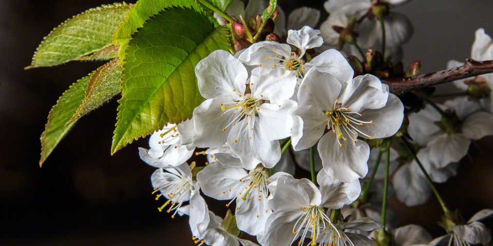 Flowers using High Speed Sync in Bright Sun