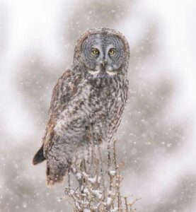 Grey Owl