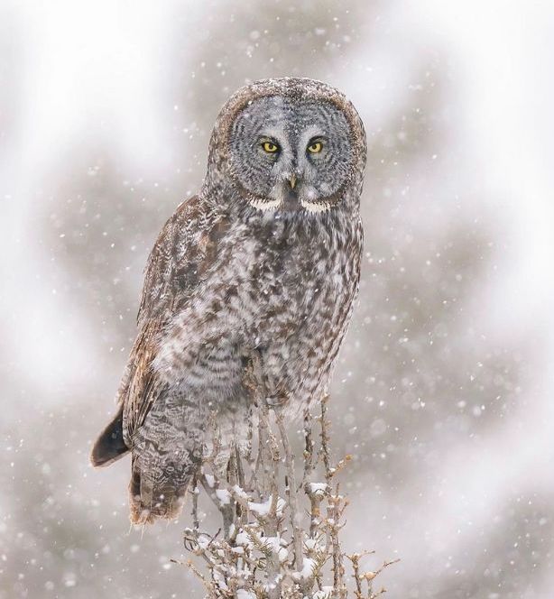 Grey Owl