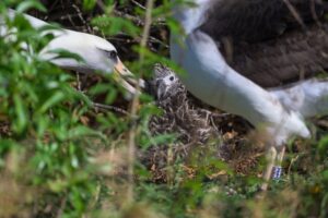 Albatross Family