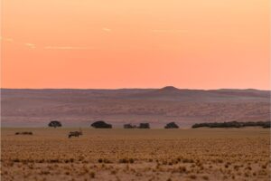 Animal In The Distance In A Vast Plain Desert