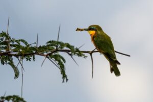 Bee-Eater Rests On A Branch