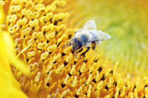Bee on flower