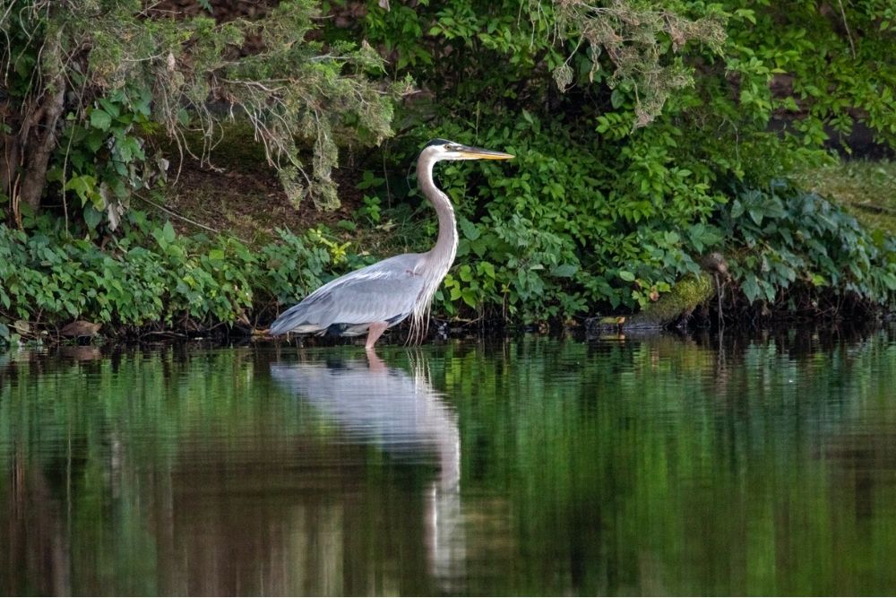 Bird standing in the water