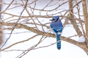 Bluejay On A Tree