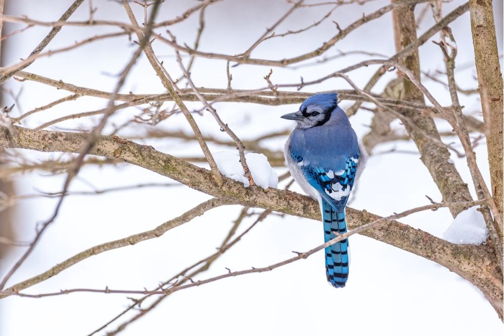Bluejay On A Tree