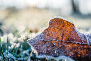 Frost on leaf