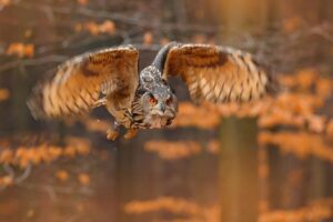 Owl Flying