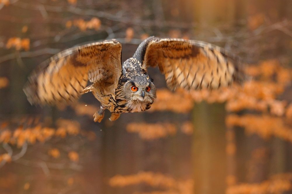 Owl Flying
