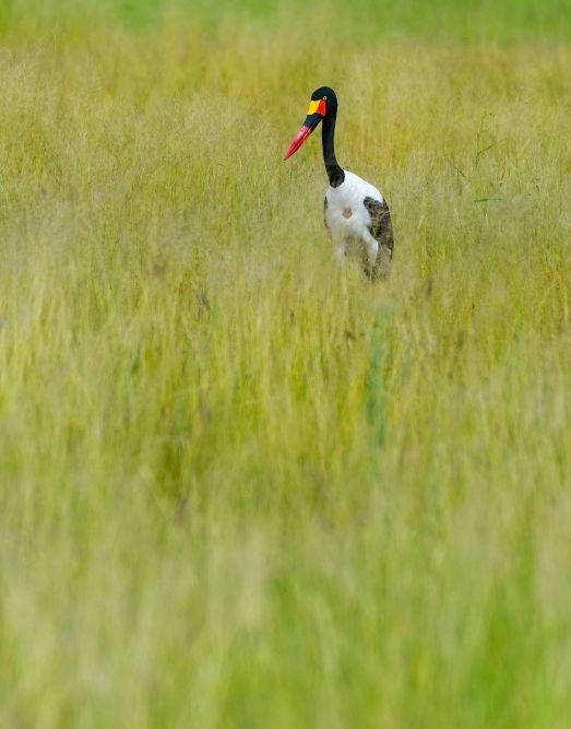 A Saddle Billed Stork Forages For Food