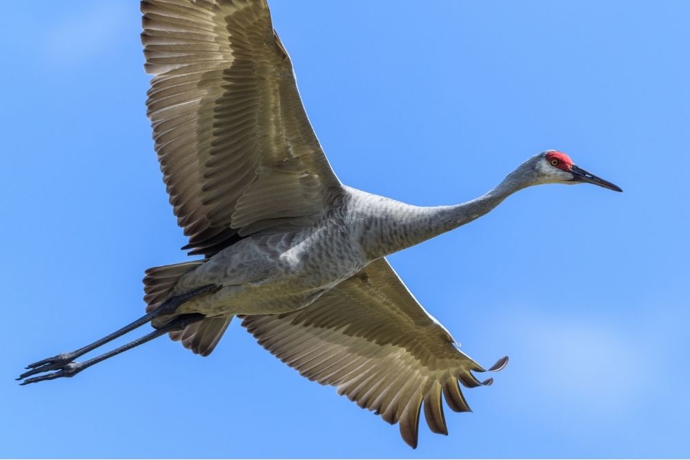 Sandhill Crane