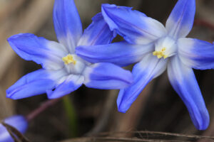 Purple Wildflowers in the Garden