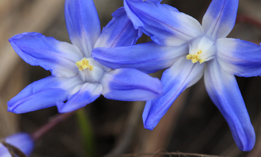 Purple Wildflowers in the Garden