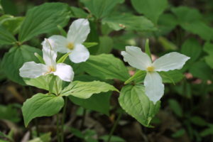 Three White Trilliums