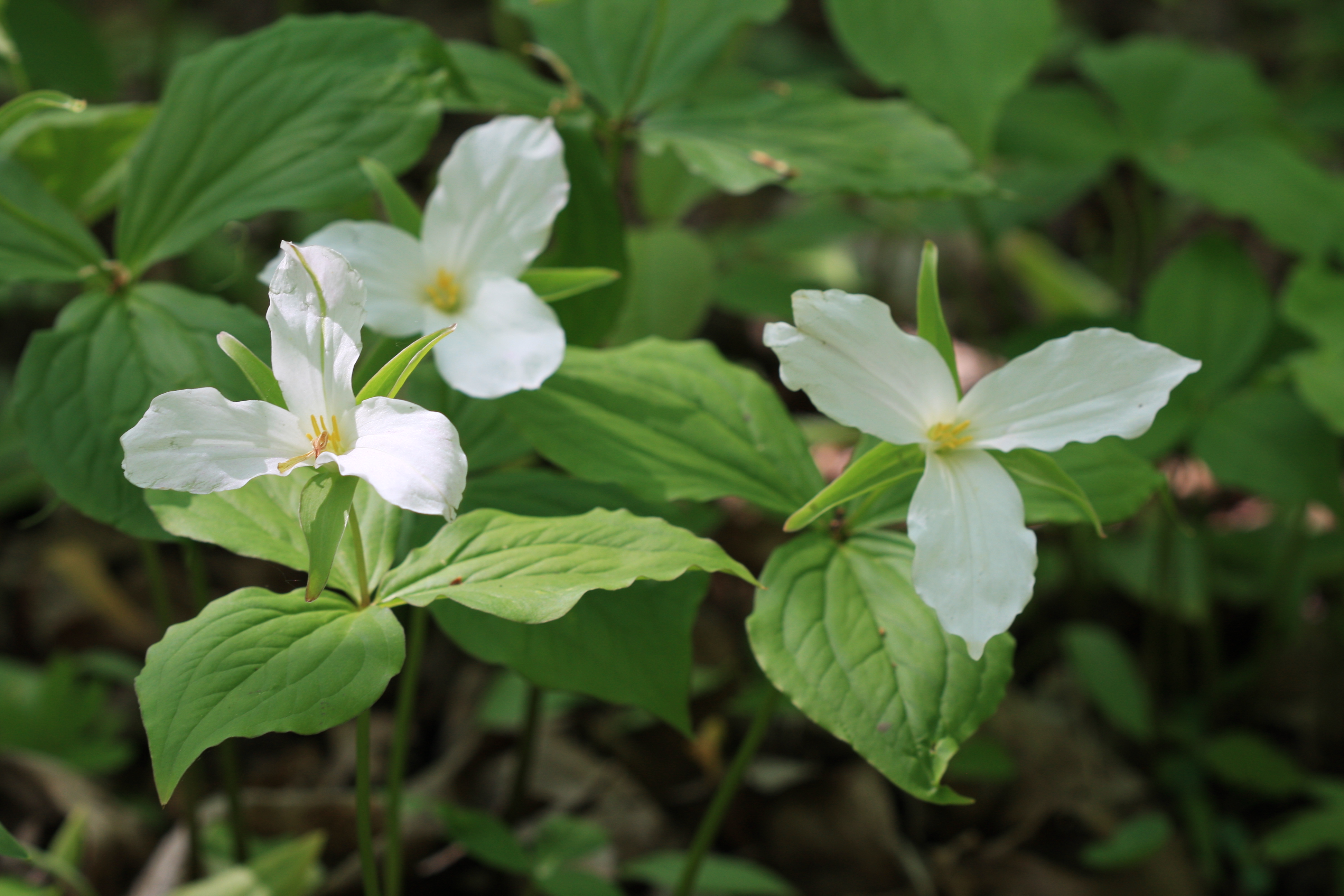 Three White Trilliums