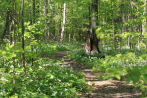 A Path Through a Forest Blanketed With Trilliums