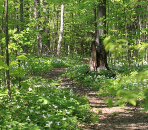 A Path Through a Forest Blanketed With Trilliums