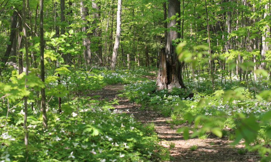 A Path Through a Forest Blanketed With Trilliums