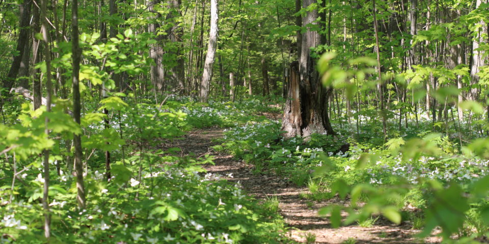 A Path Through a Forest Blanketed With Trilliums
